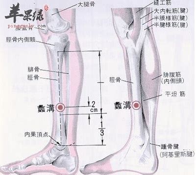 離溝穴|醫砭 » 中華針灸 » 蠡溝